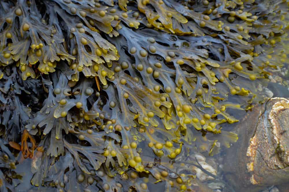 Fucoidan: A Potent Seaweed Extract with Immune-Supportive Benefits