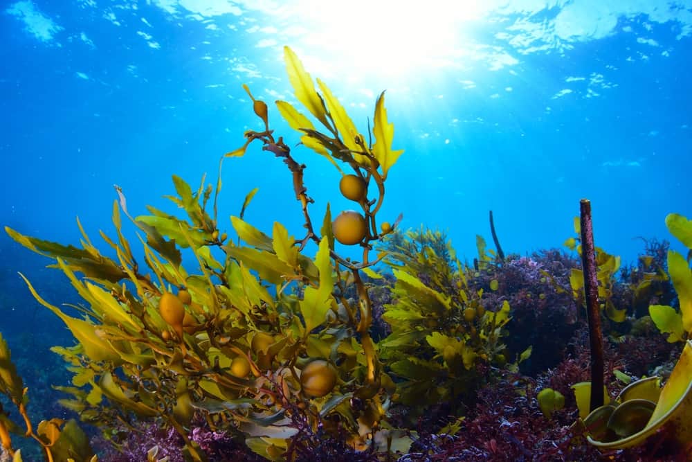 Seaweed for Immunity