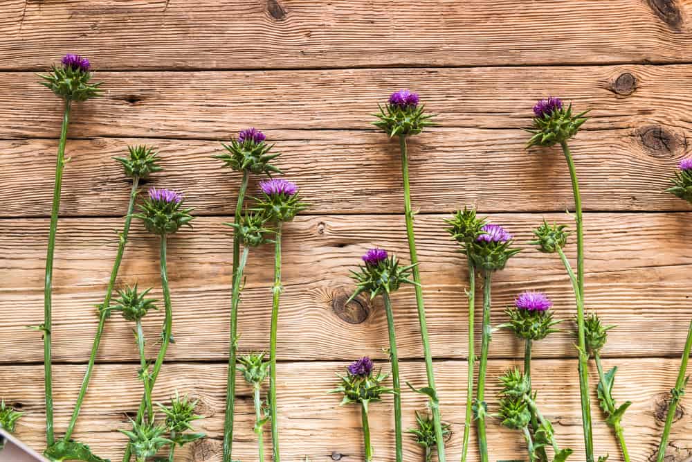 The Science Behind Some Liver-Loving Herbs: Milk Thistle and Berberine to the Rescue!