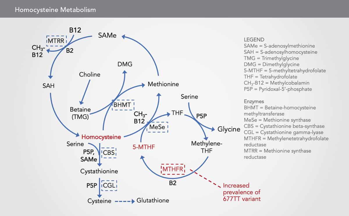 Homocysteine Metabolism table