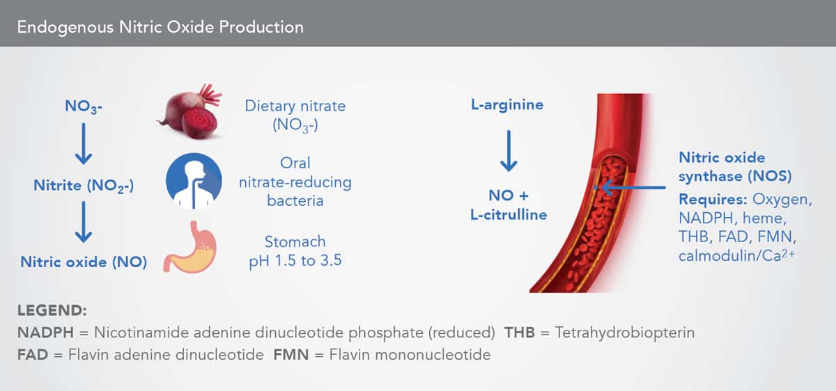 Endogenous Nitric Oxide Production