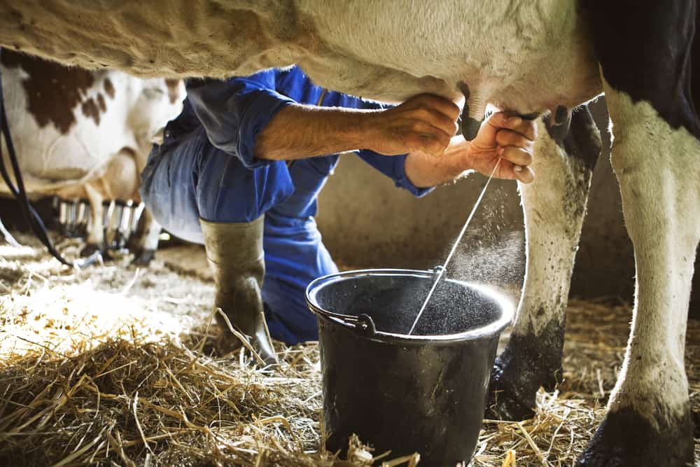 The Healing Power of Colostrum