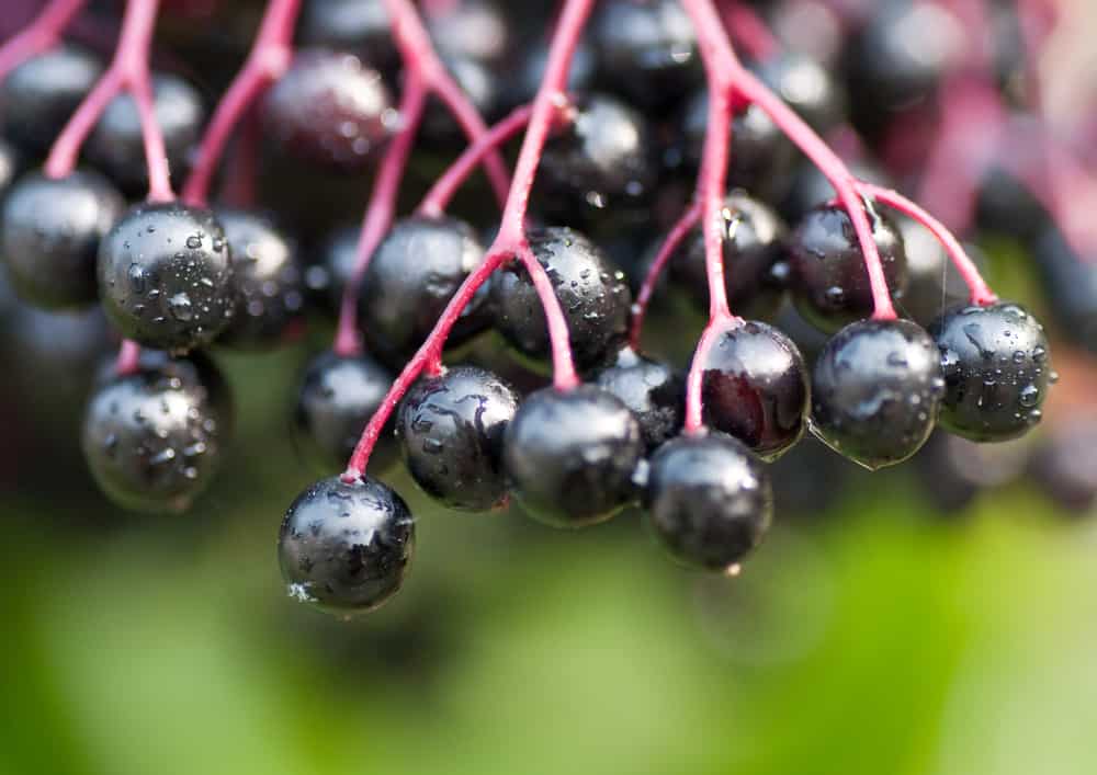 The Berrylicious Benefits of Black Elderberry