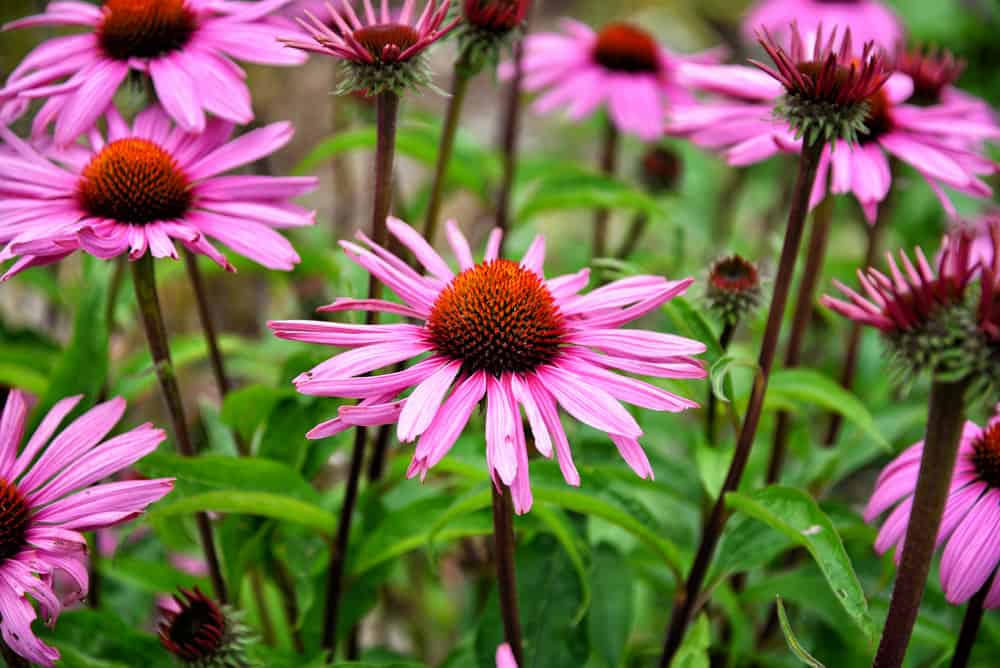 The Power of Echinacea